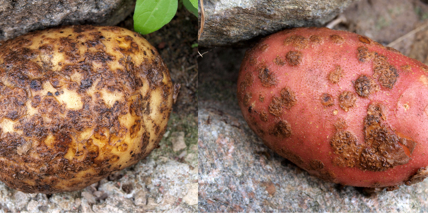 Potato Scab- Greenlife Crop Protection Africa