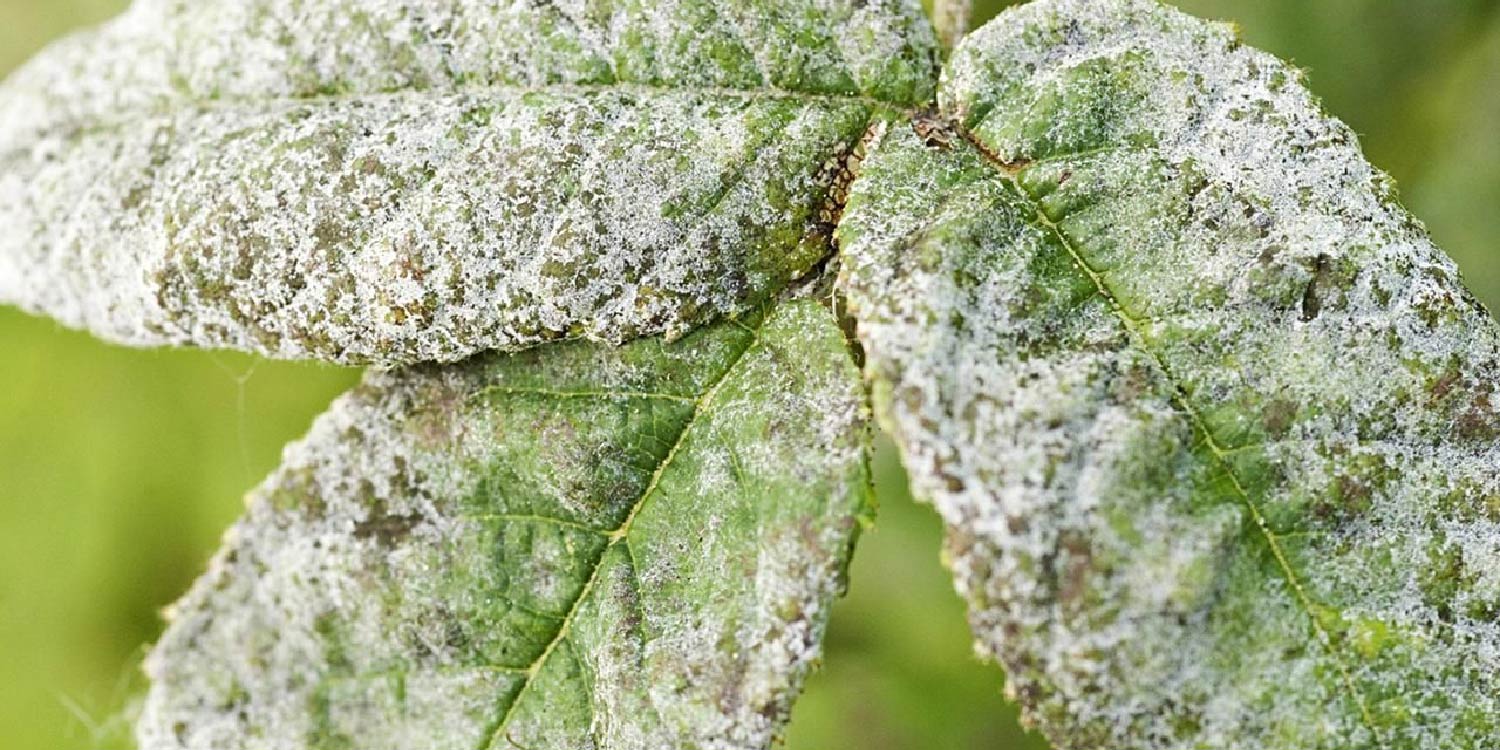 Powdery Mildew- Greenlife Crop Protection Africa