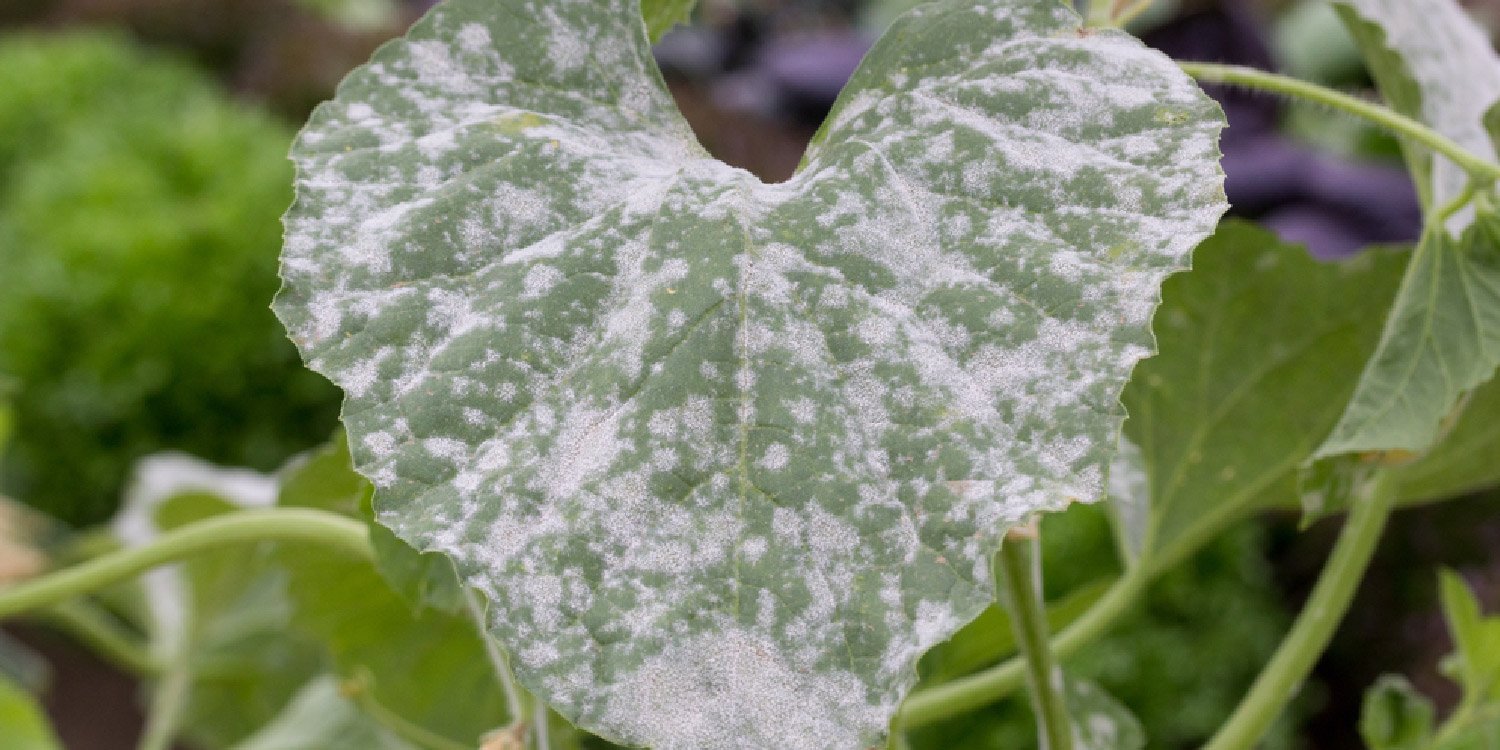 Powdery Mildew of Cucurbits- Greenlife Crop Protection Africa