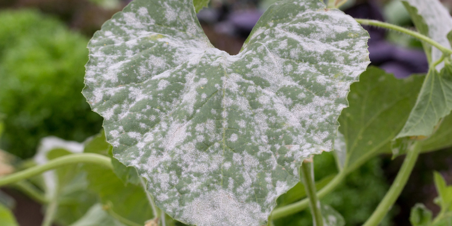 False Codling Moth In Roses Greenlife 2025 Update False Codling Moth In Roses Greenlife 2025 Update