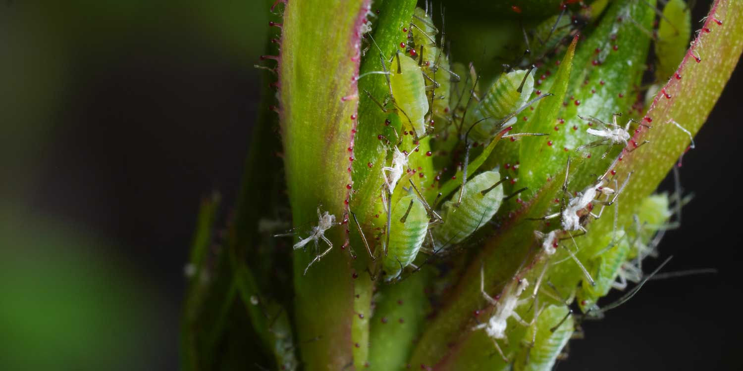 Rose Aphids- Greenlife Crop Protection Africa