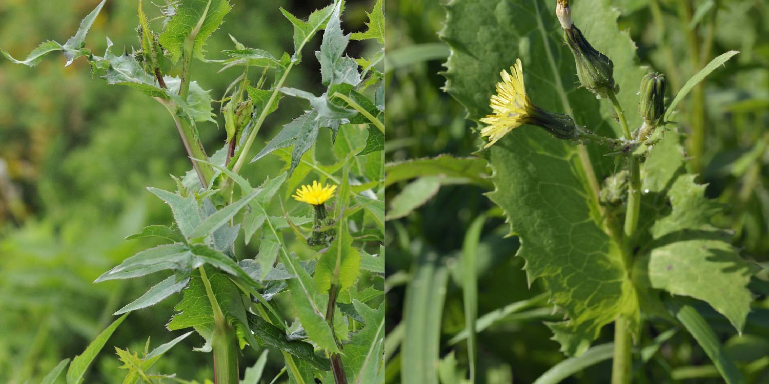 Sow thistle- Greenlife Crop Protection Africa