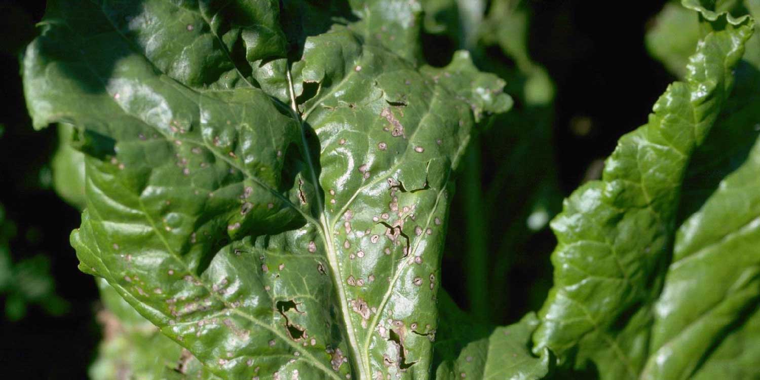 Cercospora Leaf Spot of Spinach- Greenlife Crop Protection Africa