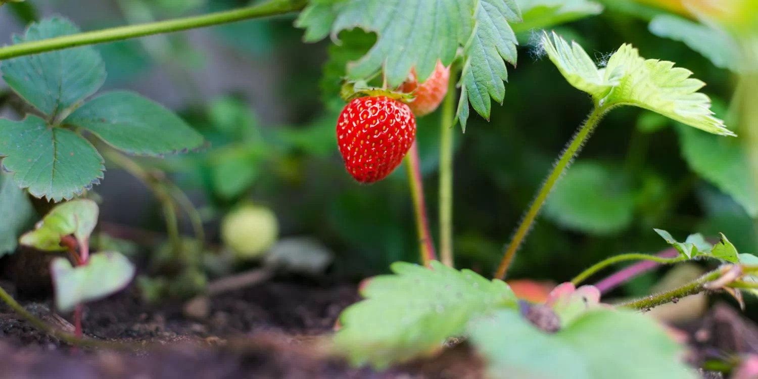 Strawberry nursery establishment and management- Greenlife Crop Protection Africa