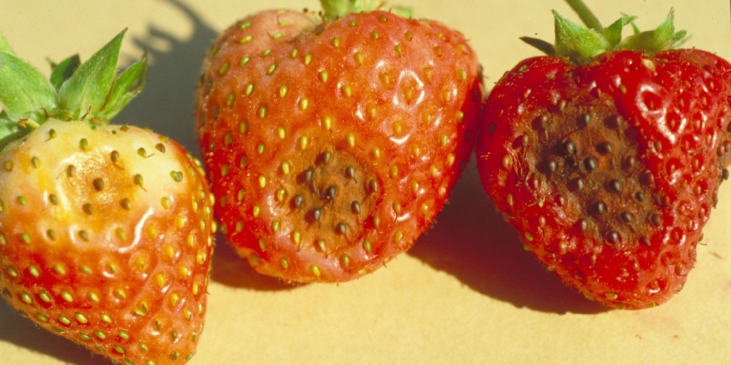 Strawberry Anthracnose- Greenlife Crop Protection Africa