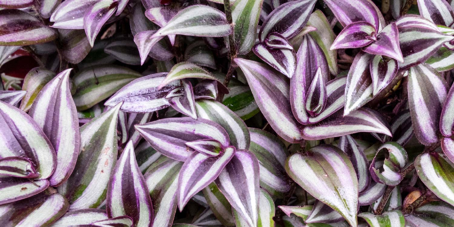 Wandering Jew Greenlife 2026 Update Wandering Jew Greenlife 2026 Update