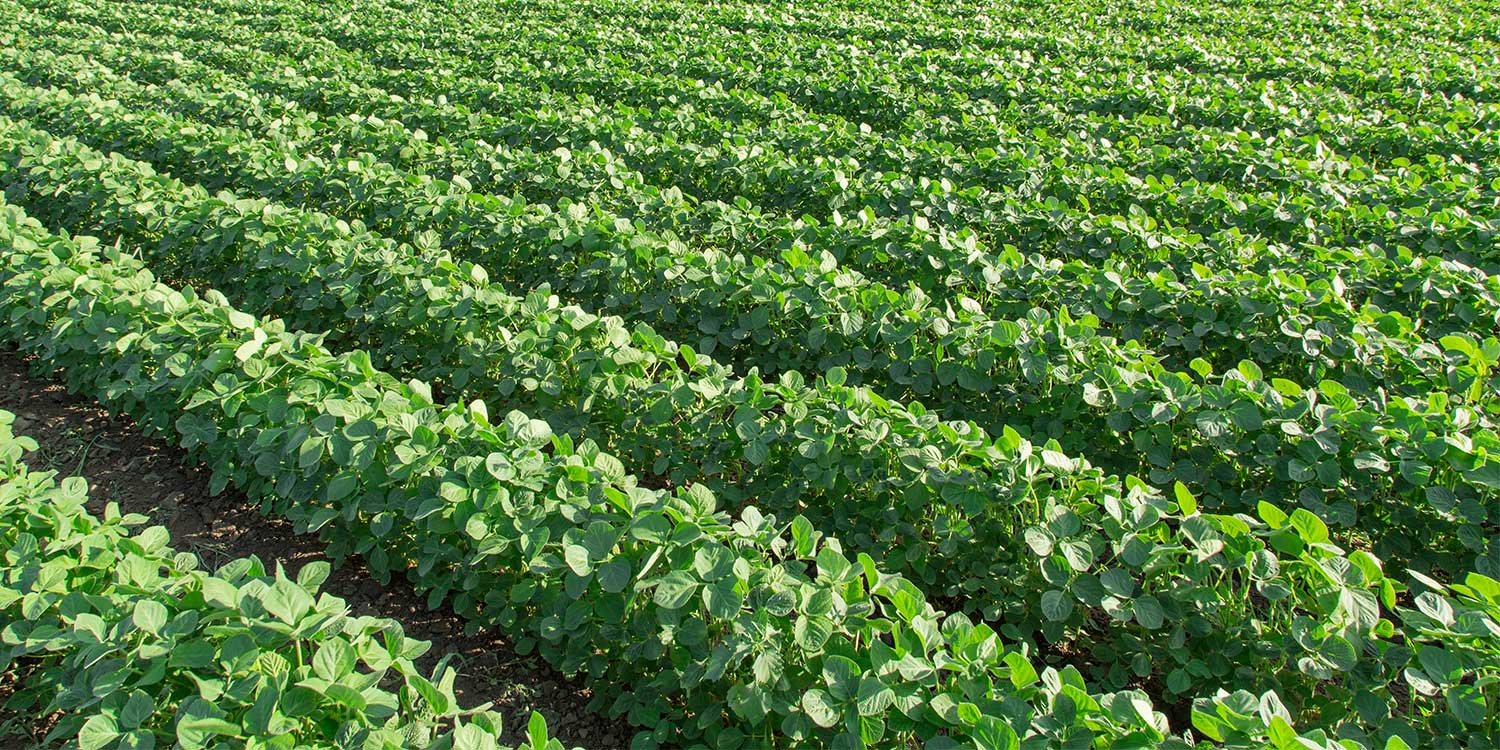 Weed Management in Beans- Greenlife Crop Protection Africa