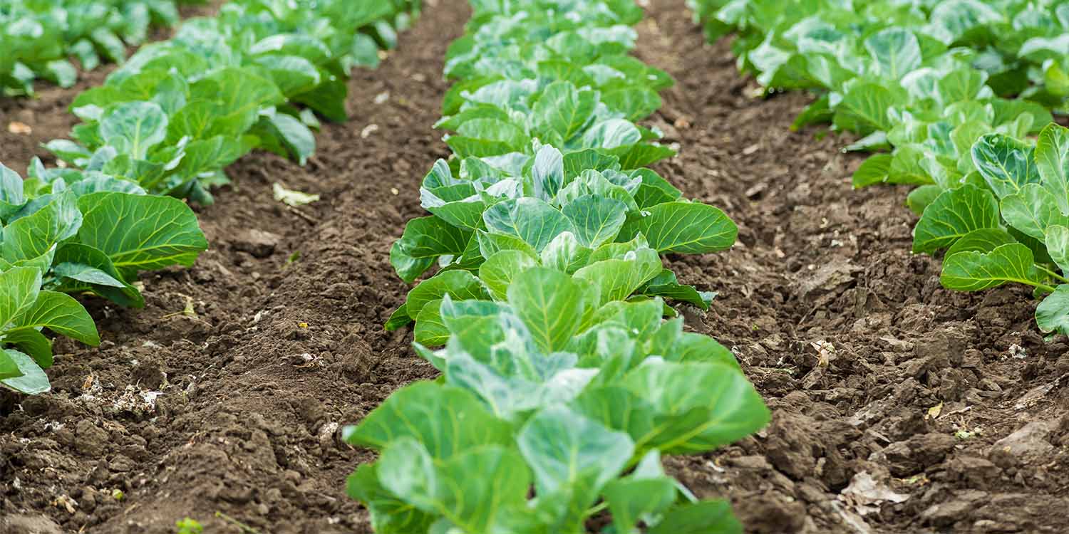 Weed Management in Cabbage- Greenlife Crop Protection Africa