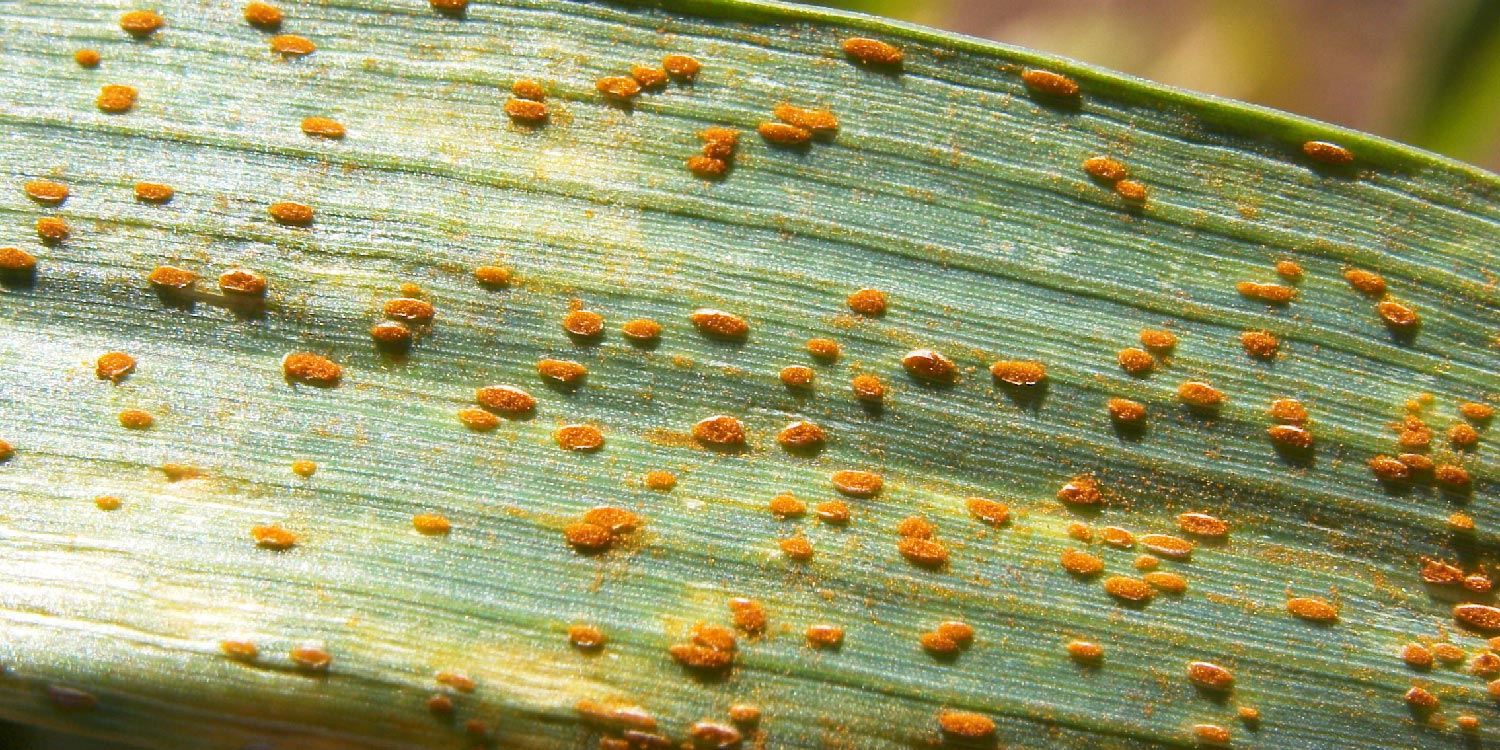 Wheat Rust- Greenlife Crop Protection Africa