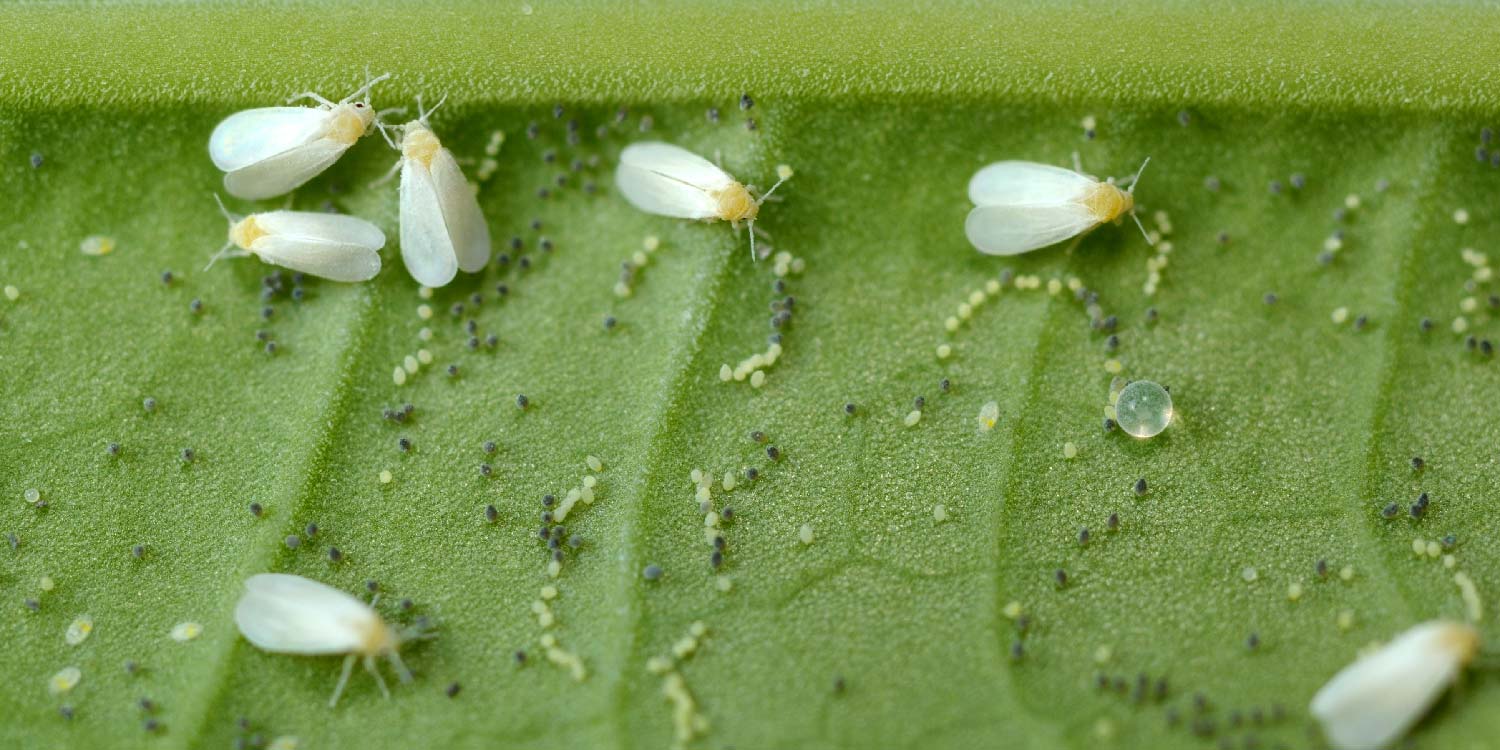 Whiteflies- Greenlife Crop Protection Africa
