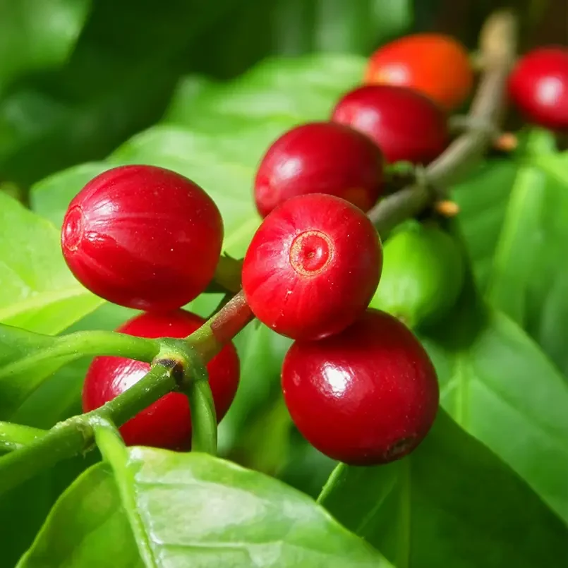 Smarter Farming- Greenlife Crop Protection Africa Healthy coffee cherries on branch with green leaves — representing Greenlife Crop Protection Africa’s crop nutrition products for better growth and fruiting.