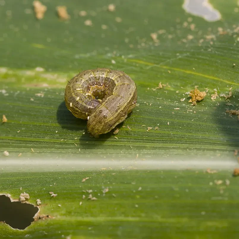 Close-up of fall armyworm on maize leaf showing pest damage — representing Greenlife Crop Protection Africa’s insecticide solutions for pest control.