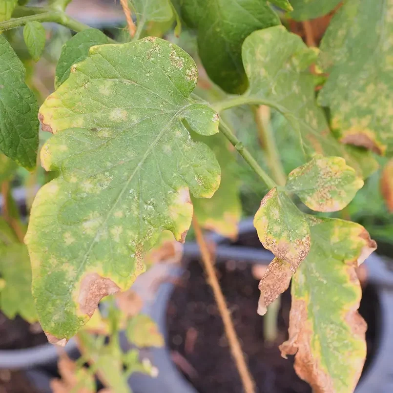 Smarter Farming- Greenlife Crop Protection Africa Tomato leaves infected with fungal blight showing yellow and brown spots — illustrating Greenlife Crop Protection Africa’s fungicide solutions for disease control.